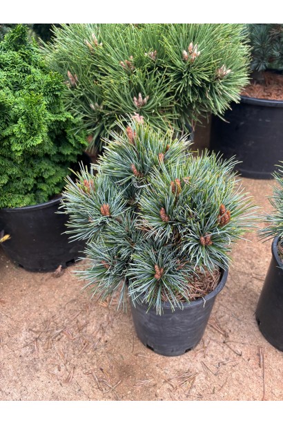 Саджанець сосни корейської Блю Болл